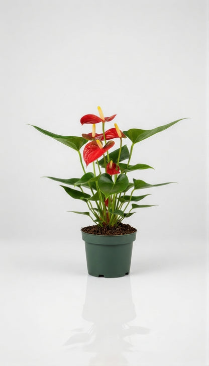 Anthurium