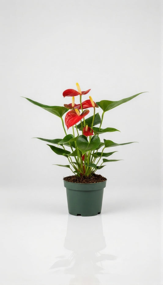 Anthurium