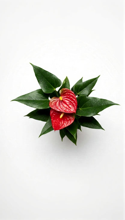Anthurium