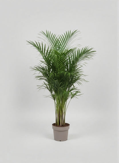 Areca Palm