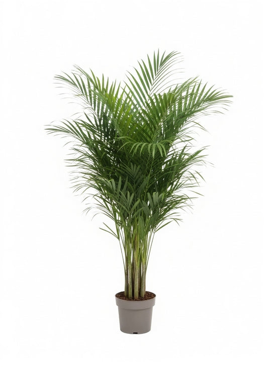Areca Palm