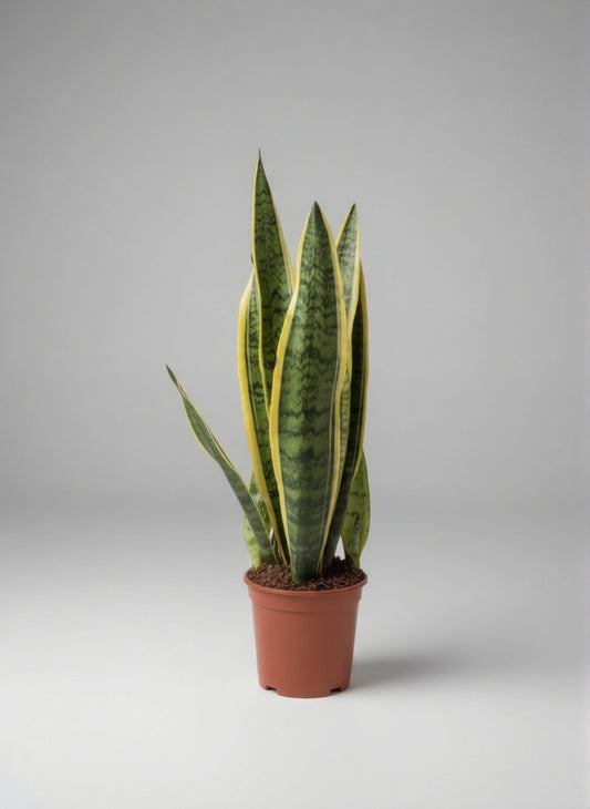 Sansevieria Trifasciata (Planta Serpiente)